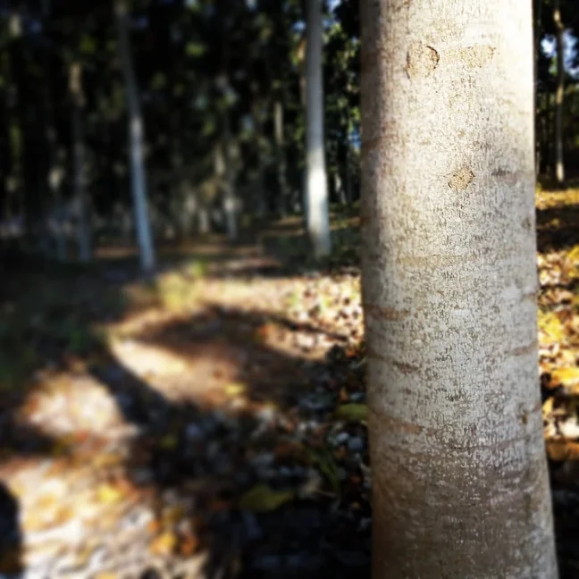 floresta plantada demonstrativa de Mogno Africano focando na qualidade do tronco