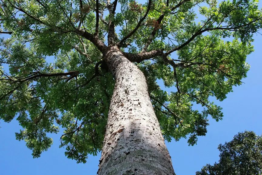 Árvore adulta de Khaya grandifoliola vista de baixo, mostrando tronco e copa