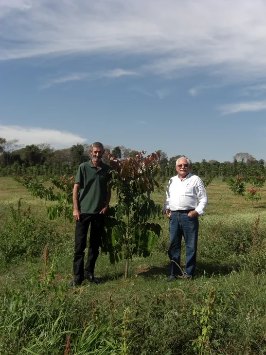 Lote de mudas e orientação