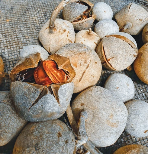 Sementes de Khaya grandifoliola — Mogno Africano